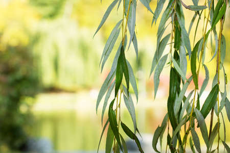 Leaves of a tree on a background of a forest on a sunny day - selective focusの写真素材