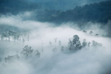 Beautiful scenery of foggy flowing on mountain valley in tropical rainforest at the morning