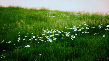 Fresh green field and blue sky in springの写真素材
