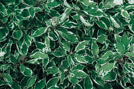 Dry fruit tea in a wooden spoon scattered on a white background. Top view. Copy, empty space for...