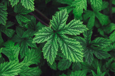 stinging nettle leaves as background. Beautiful texture of nettle. Top view. Copy space. Can use as banner.の写真素材