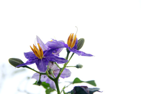 Flower of Purple-Fruited Pea Eggplant and white background. Another name is Solanum Trilobatum, Sparrow's Brinjal.の写真素材