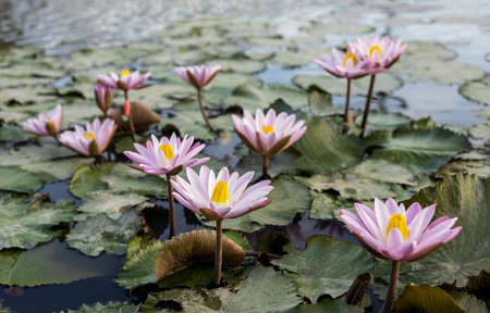 A view of lotuses with pink petals and yellow stamens blooming beautifully with their leaves in the...