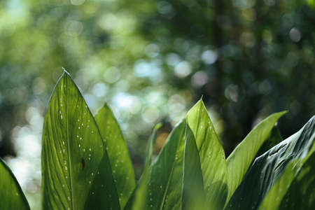 Leaves green Dark Leaf detail In the natural forest