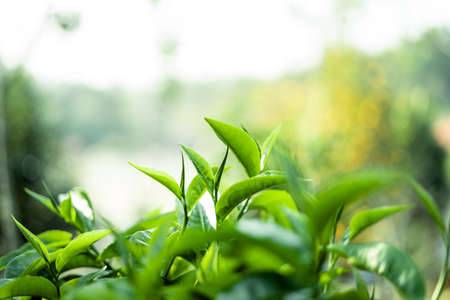 green tea leaves in nature evening light,Close up of new tea leavesの写真素材