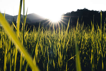 landscape Paddy rice field in asiaの写真素材