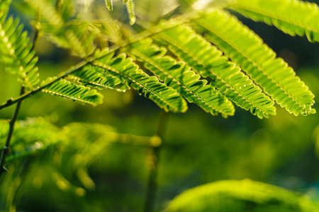 green leaves in nature in summer evening,leaf background