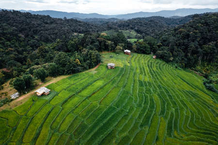 Green rice fields in the rainy season In the countryside