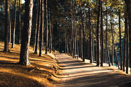Pine forest and camping area in the morning summerの写真素材