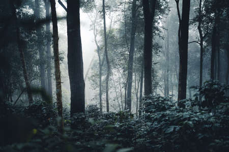 Trees and coffee trees in the foggy forest in the morning
