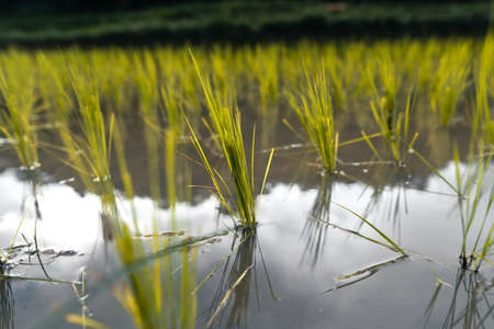 young rice plant in the field rainy seasonの写真素材