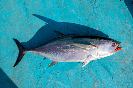 full body of tuna fish on blue wood of fishing boat