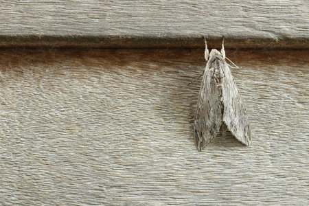 Psilogramma increta on brown wooden, detail of night butterfly