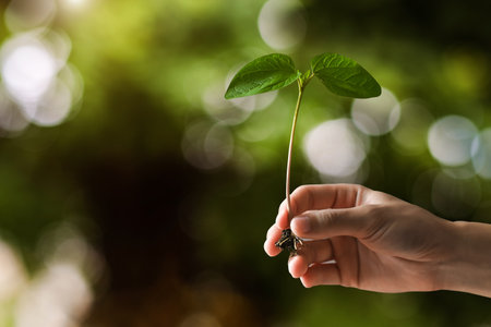 hand children holding young plant with sunlight on green nature background. concept eco earth dayの写真素材