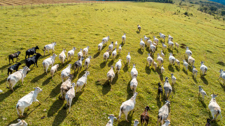 Aerial view of herd nelore cattel on green pasture in Brazilの写真素材