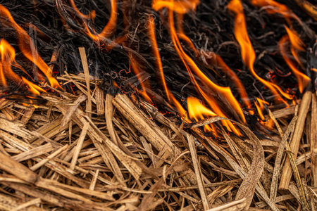 Dry grass burns, natural disaster. Macro on dry plant. Brazil. Sugar cane plantation.の写真素材
