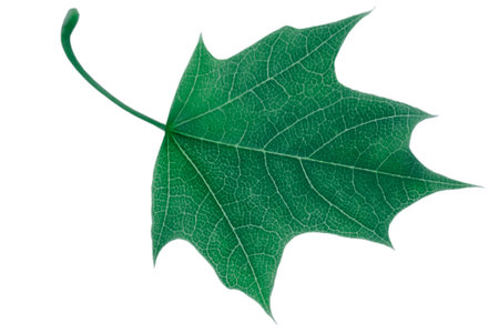Green maple leaf isolated on white background.