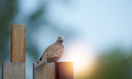 brown pigeon stand on fence with sunの写真素材