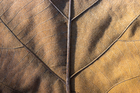 Close focus on texture of brown dry leaf with natural light touching vein, midrib and lamina on surface.の写真素材