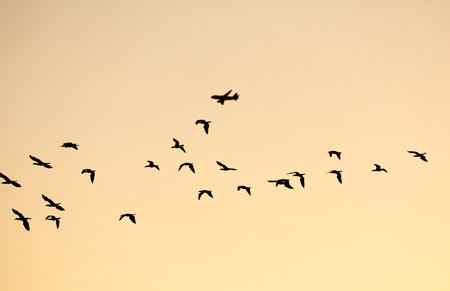 Silhouetted flying herd of seabirds with aeroplane in background on clear orange morning sky.