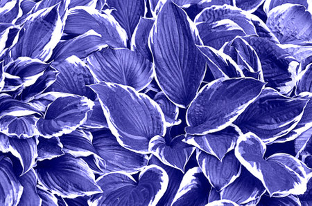 Very peri toned texture of garden leaves.の写真素材