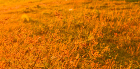 Sunset orange red ears on the field.Sunset nature background.Nature Banner