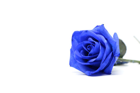 blue rose isolated on white background.の写真素材