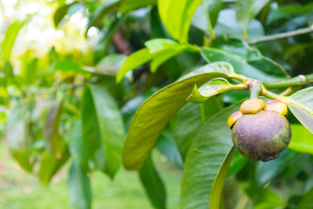 closeup of mangosteen on the tree at Thailandの写真素材