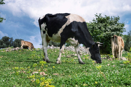 Grazing dairy cows