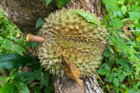 closeup of rotten durian causes wind falling near the tree at Thailand