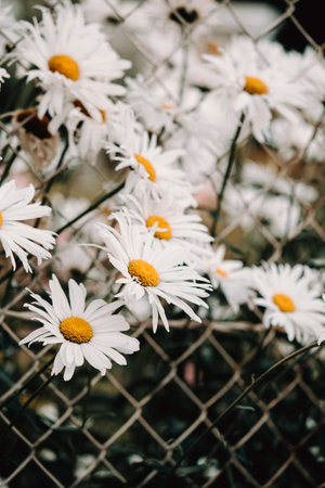 A bunch of daisies near a fence with super big petalsの写真素材
