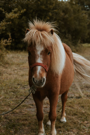 A brown pony looking straight to cameraの写真素材