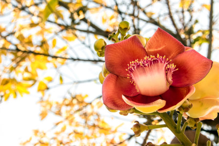 Cannonball flower on gold color leaves backgroundの写真素材