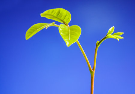 Freshness new life, leaves of young plant seeding in nature and clear blue skyの写真素材
