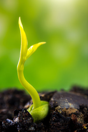 Freshness new life, leaves of young plant seedling in nature