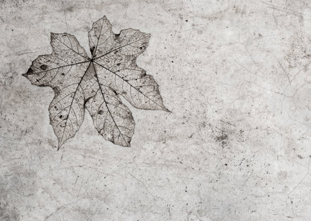 Leaf texture in concrete floor surface