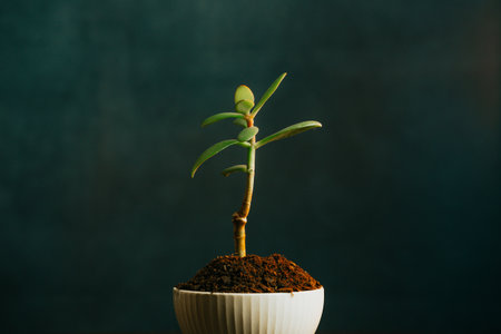 Close up of a growing plant in a put with a dark background and copy space, studio shotの写真素材
