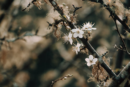 Close up wallpaper of a single flower during spring with copy space