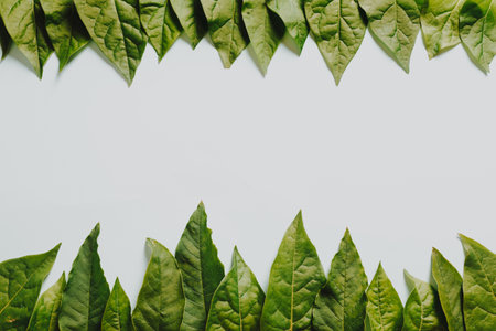 Some green leaves on the top and the bottom of a white backgroundの写真素材