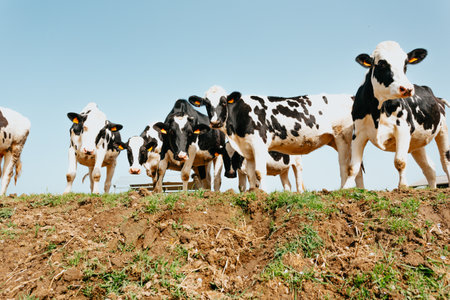 A bunch of white and black cows in the countryside looking to camera during a sunny dayの写真素材
