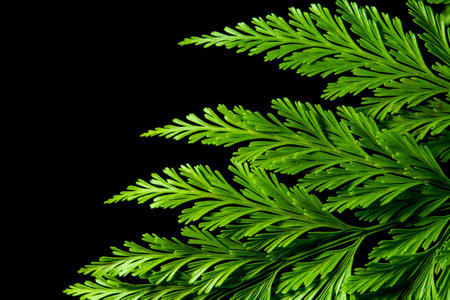 Freshness Green leaf of Fern on black backgroundの写真素材