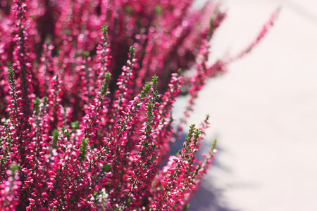 Decorative magenta flowers; floral background with copy spaceの写真素材