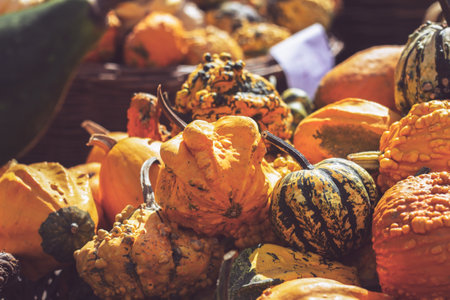 Pile of decorative mini pumpkins and gourds, on locale farmers market; autumn backgroundの写真素材