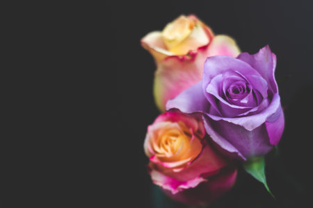 Three colorful roses against black background, with copy spaceの写真素材