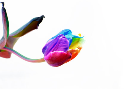 Rainbow tulip isolated on white background.Rainbow spring flower tulip.Dutch tulip and rainbow...
