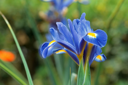 reticulated iris.Iris reticulata dark blue spring flower in a garden