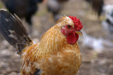 rooster in the farm. Farm animals, rooster in natural environment