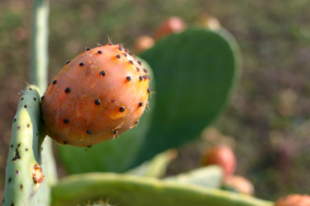 Sicilian prickly pear, Opunzia Ficus Indica species