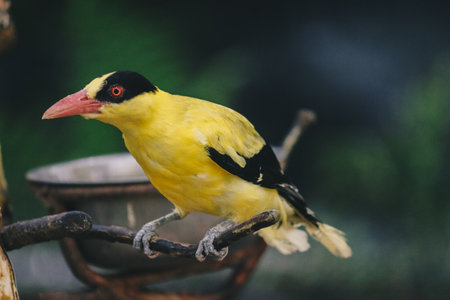 Black Naped Oriole (Oriolus chinensis) or Single Yellow Bird Perched on a Tree branch.の写真素材