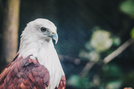 Brahminy kite (Haliastur indus) or elang bondol. bird of prey.の写真素材